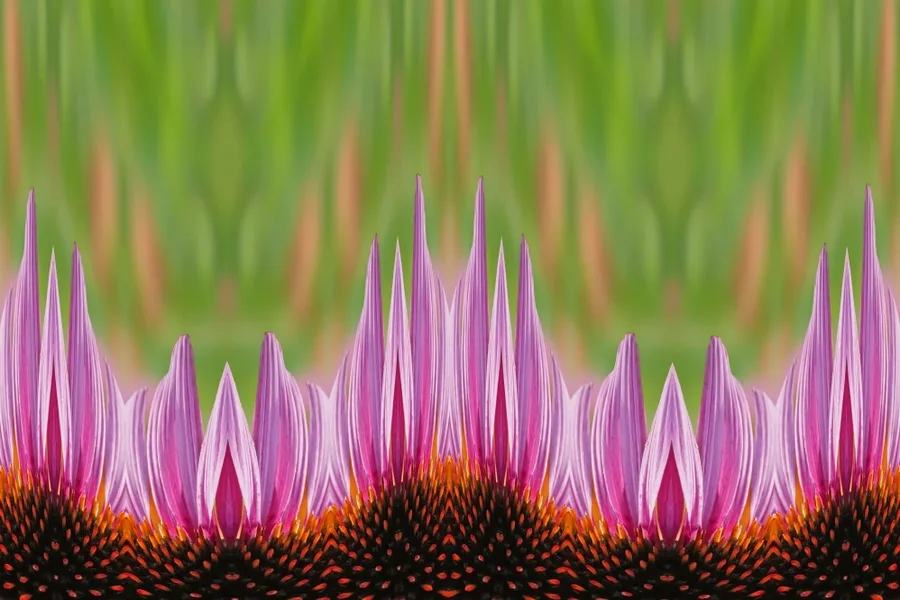 EchinaceamvielUmfeldnalerischSL2Si105Mac2EXTKAL4RECHTECKFLAMES_998x666.webp