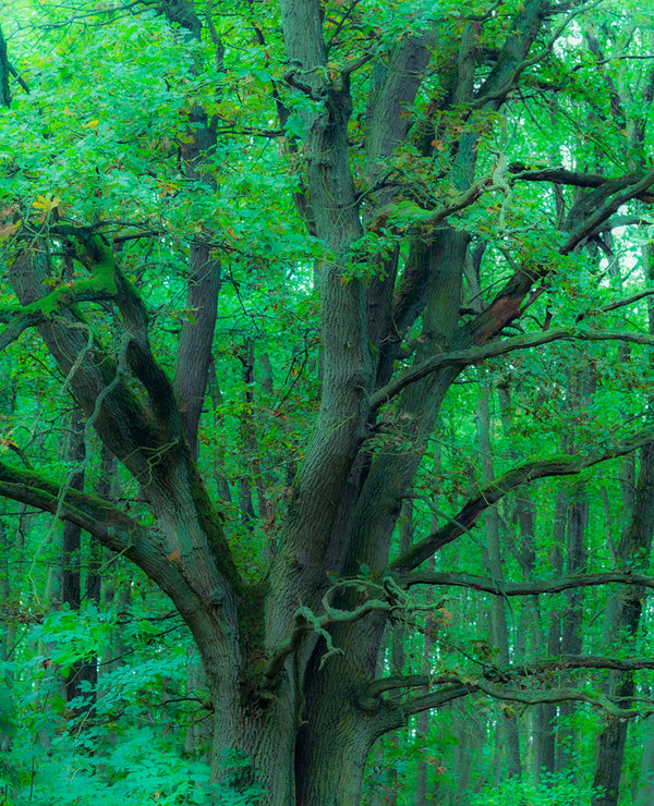 Müritz September 2014-28-NEF_DxO_DeepPRIME.jpg