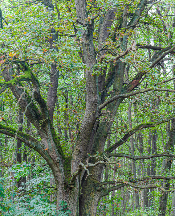 Müritz September 2014-28-NEF_DxO_DeepPRIME-2.jpg