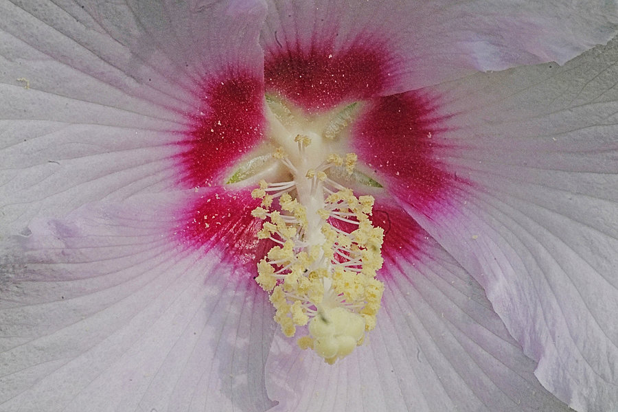 HibiskusHeartofSL2Si105Mac2EXTUADRATFINDINFINjpg_999x666.jpg