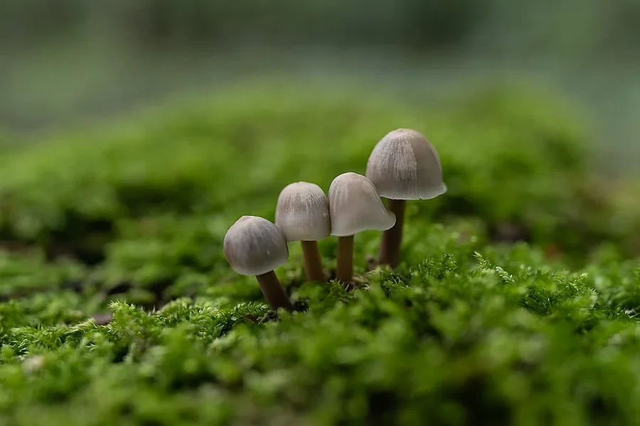 ci_A7301644.webp