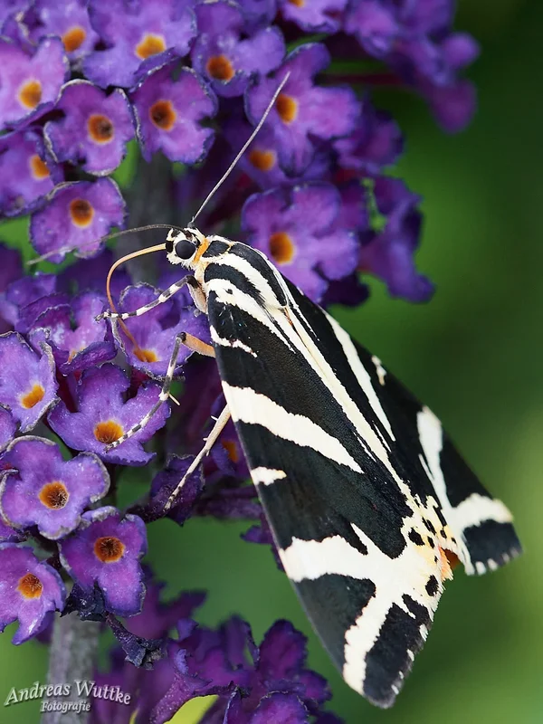 AW5_0414_C1.jpg
