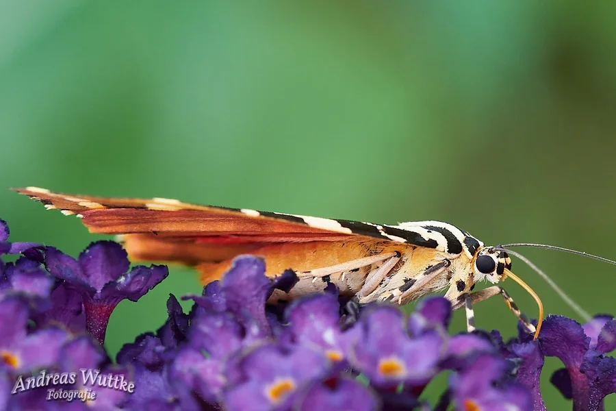 AW5_0525_C1.jpg