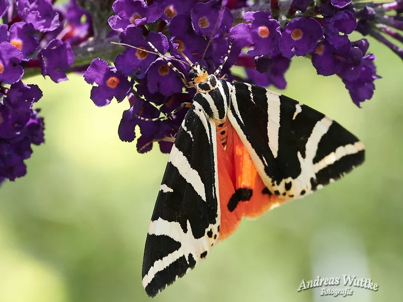 AW5_0558_C1.jpg