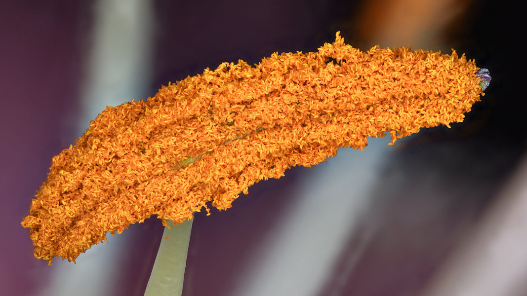 Lilie Staubgefäß 2-35p .jpg