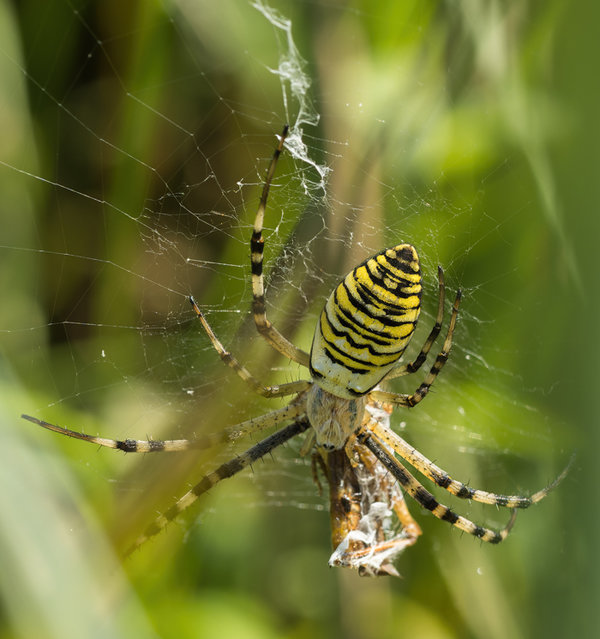 Kleintiere 2021-550-ORF_DxO_DeepPRIME-Bearbeitet.jpg
