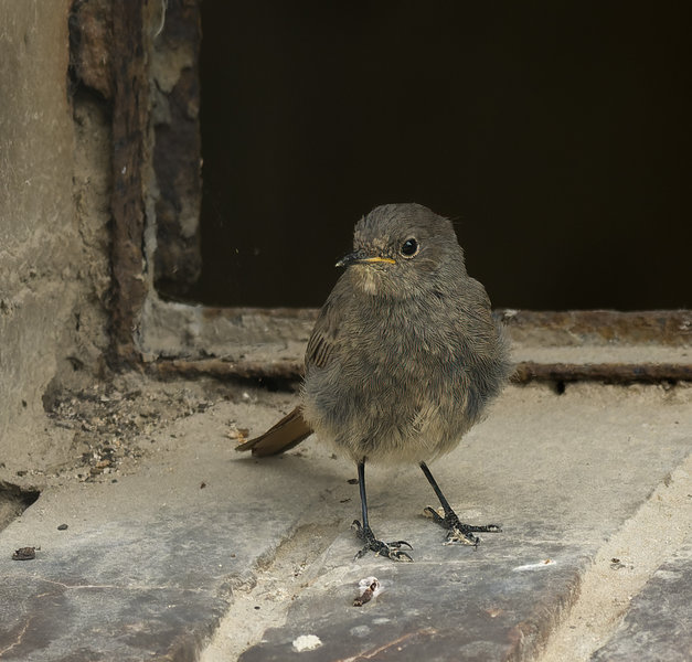 Vögel 2021-3262-ORF_DxO_DeepPRIME-Bearbeitet.jpg