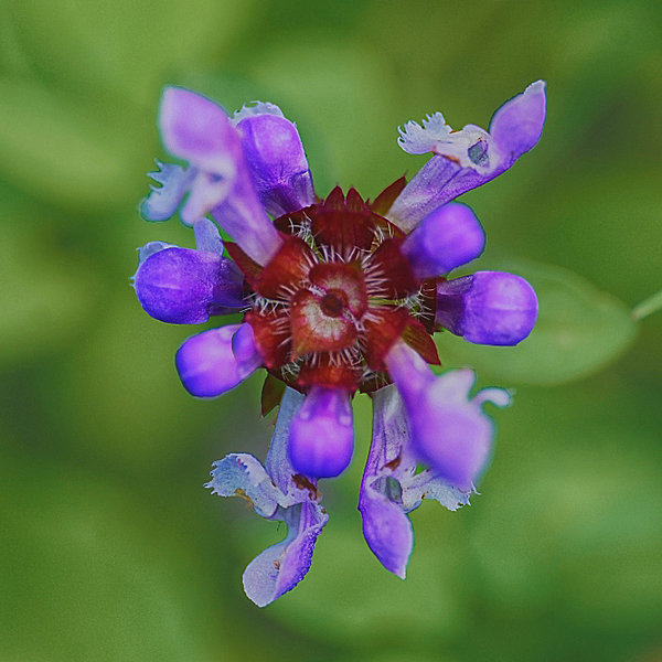 BlauesUnkrautBlütemrotemZentrumSL2SiMac1052ExtQUADRATFINFINFINDENOISE_666x666.jpg