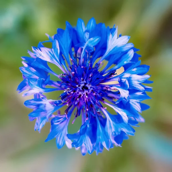 ci_PG9_3596.webp