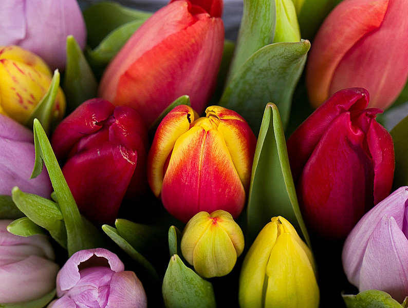 TulpenstraussvObenDETAILSL2490AUSFINGESCH_881x666.jpg
