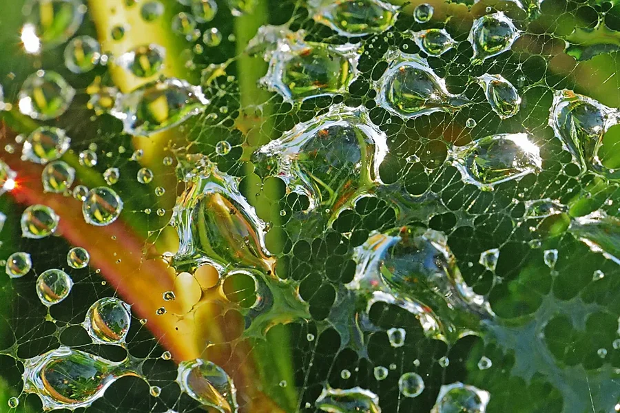 WassertropfenüberPflanzeimSpnnennetzSL2FINFINFINDEN_998x666.webp