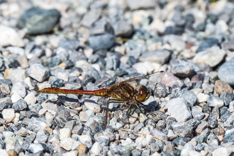 CI UR 2021P9010006-Bearbeitet.jpg