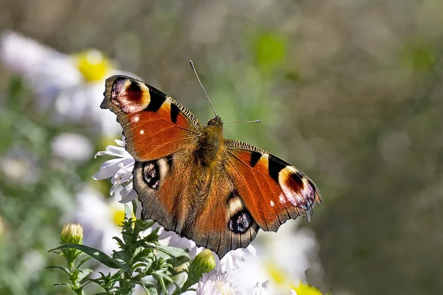 TagpfauenaugeaufwBlumenVARIANTEBILD_SL2Si105Mac2ExtCROPOPTIMALGGEKONTERT_998x666.webp