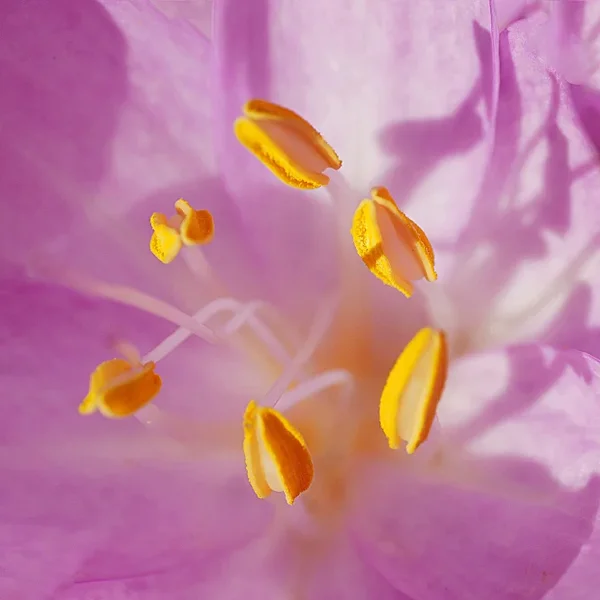 HerbstzeitlosenGruppeSL2Di05Mac2ExtDancingstemenQUADRAT_666x666.webp