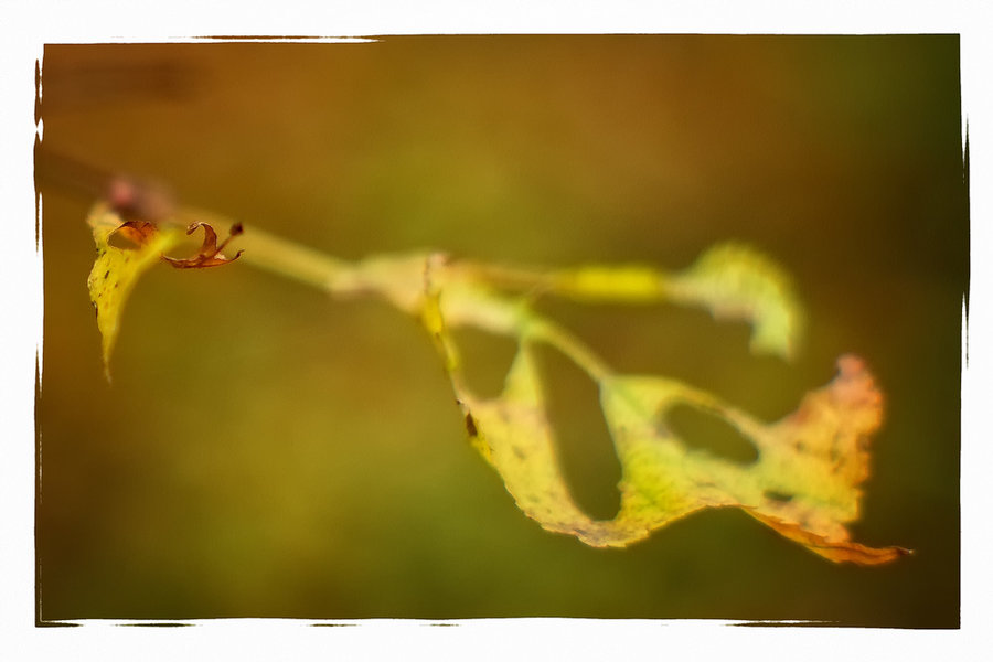 ci_A7303100_cep.jpg