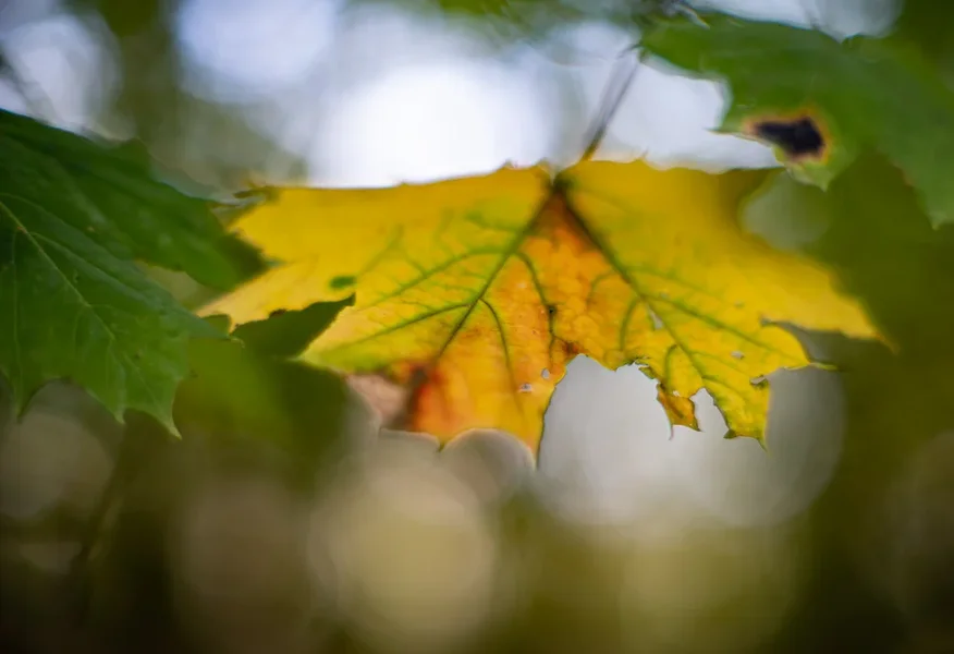 ci_A7302990.webp