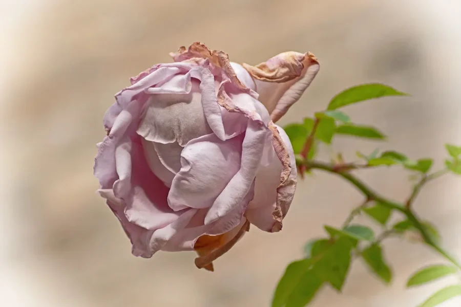 IMGP2207-1.webp