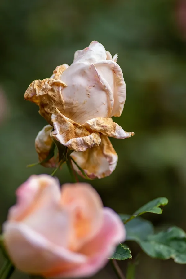 IMGP2166.webp