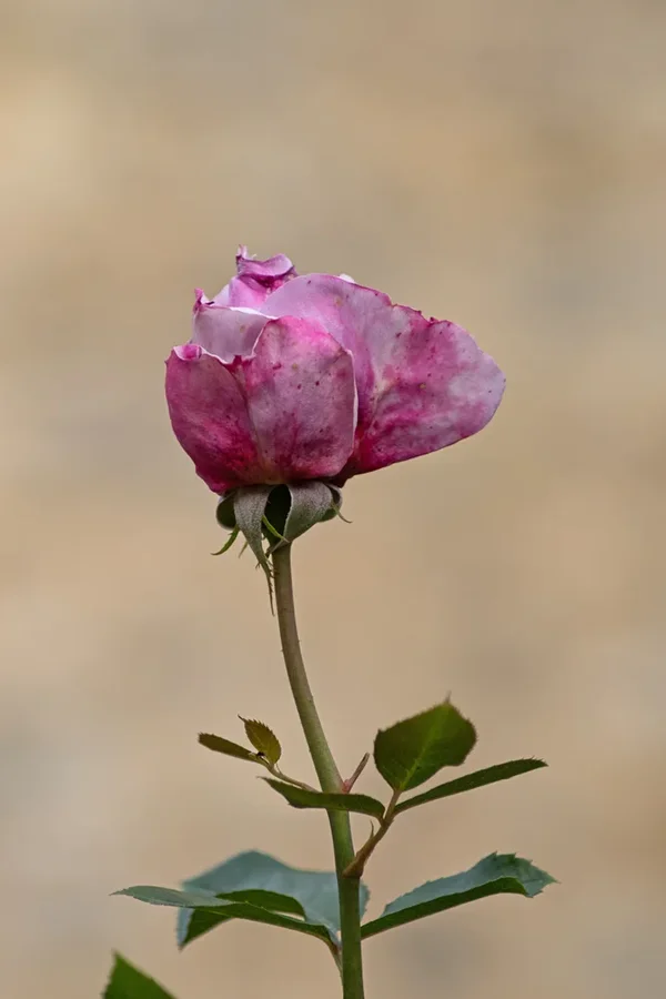 IMGP2211.webp