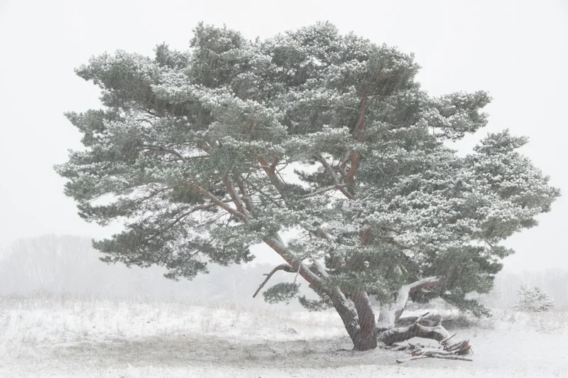 Schnee-Kiefer-0730.webp