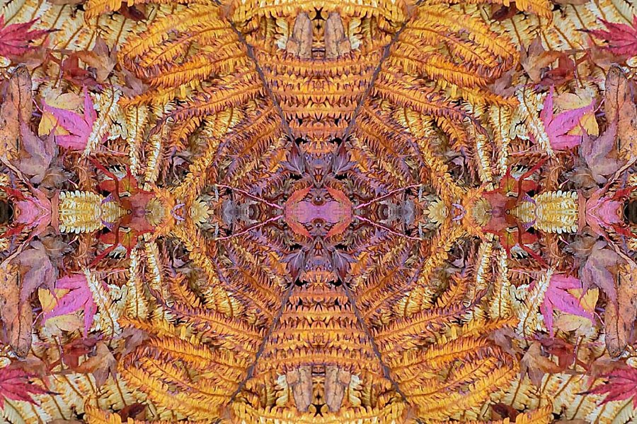 .HerbstfarnamBodenL2Si105Mac2ExtFINFINFINSYMMETRISCH_999x666.jpg