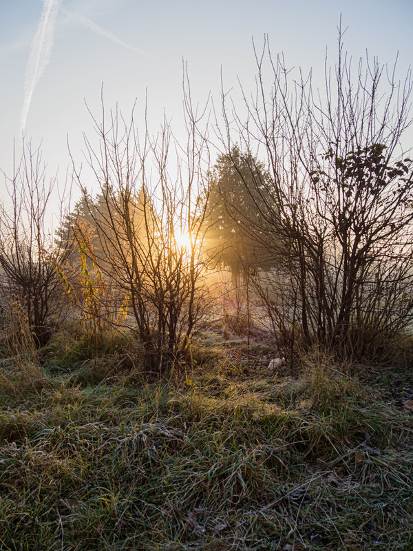 Sedlitz 2021-1288.jpg Sedlitz 2021-1288.jpg