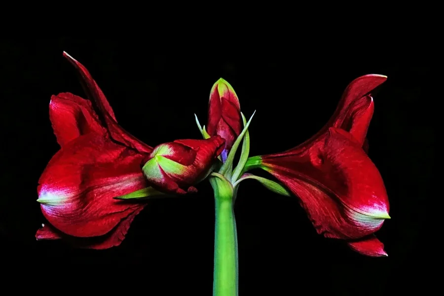 Amaryllis3BlütenseitlichSL22490AuSFINVARIANTE_999x666.webp