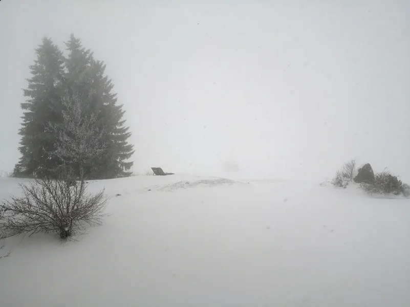 Schwarzwald .webp