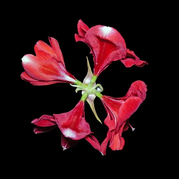 Amaryllis4fachvObenSL22490UMFELDFINFINFINQUADRAT_666x666.webp
