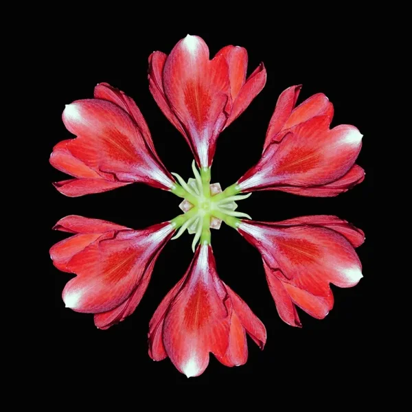 Amaryllis4fachvObenSL22490Fantasy6fachQUADRAT_666x666_666x666.webp