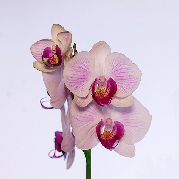 OrchidroaRispeaufrechtSL22490UADRAT_666x666.jpg