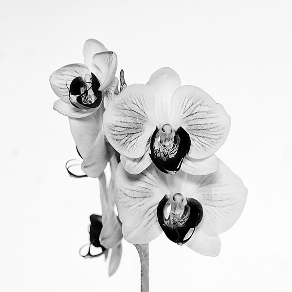 OrchidroaRispeaufrechtSL22490UADRATSCHWARZWEISS_666x666.jpg