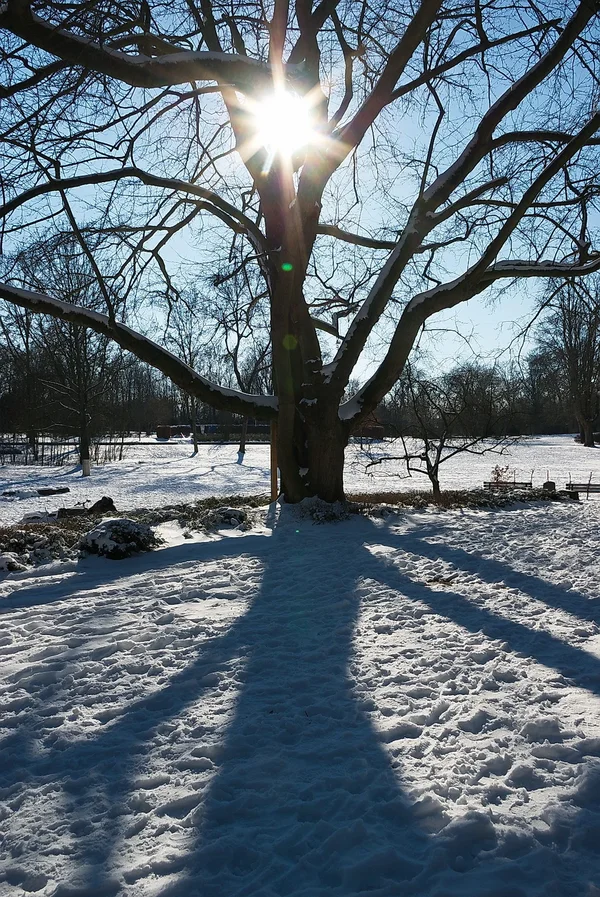 IMGP9555.webp