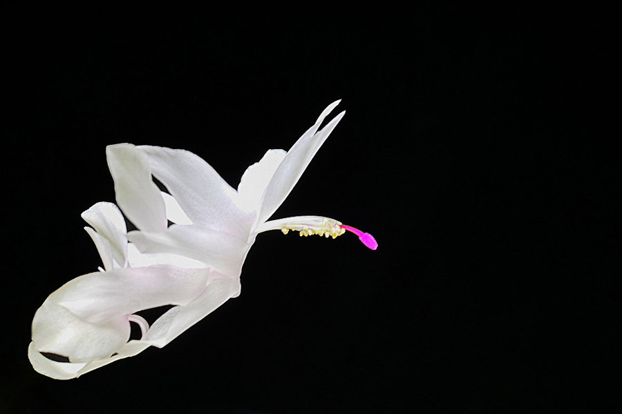 WeisserSchwanfliegtinNachtCLL60Macro_999x666.jpg