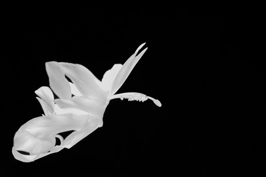 WeisserSchwanfliegtinNachtCLL60MacroSCHWARZWEISS_999x666.jpg
