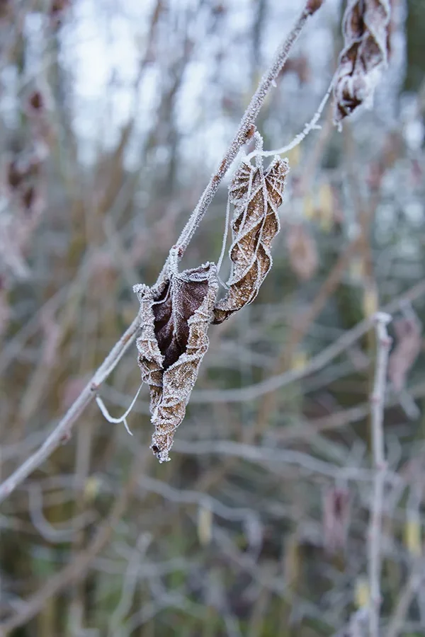 ci_A7303966_o.webp