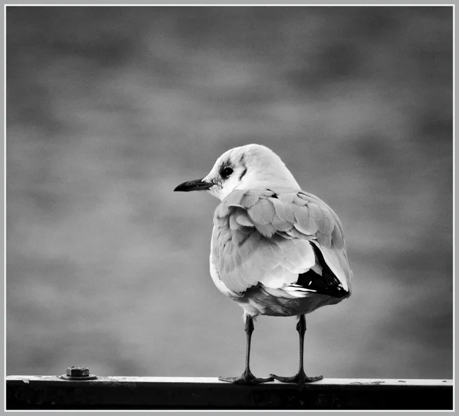 _small__IGP5714_1_Nik_DxO.JPG