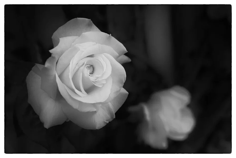Rose.webp