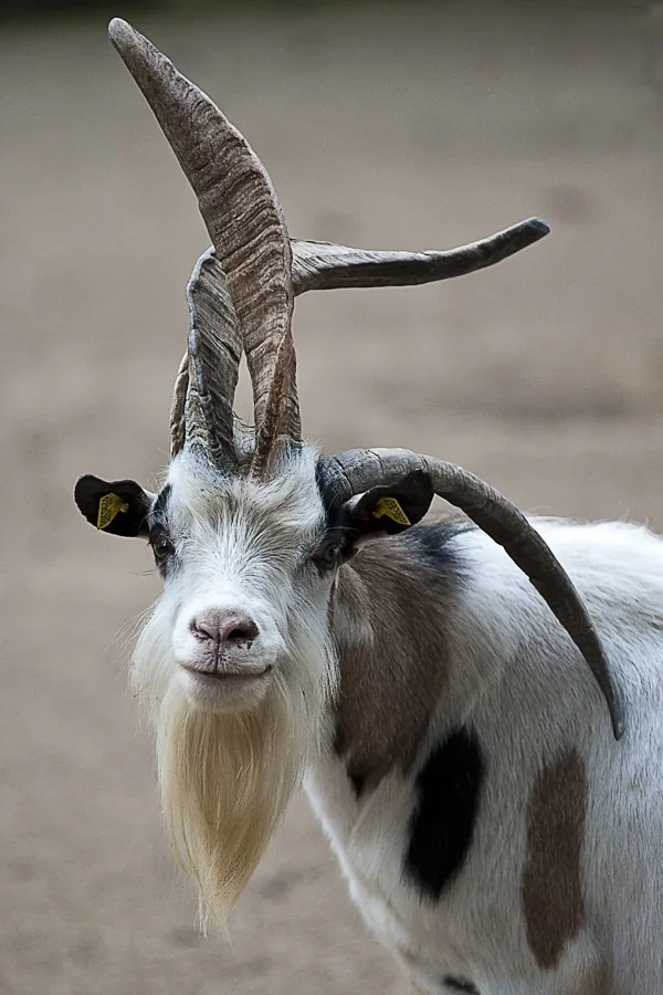 Dreihornschaf NIK_4911.jpg