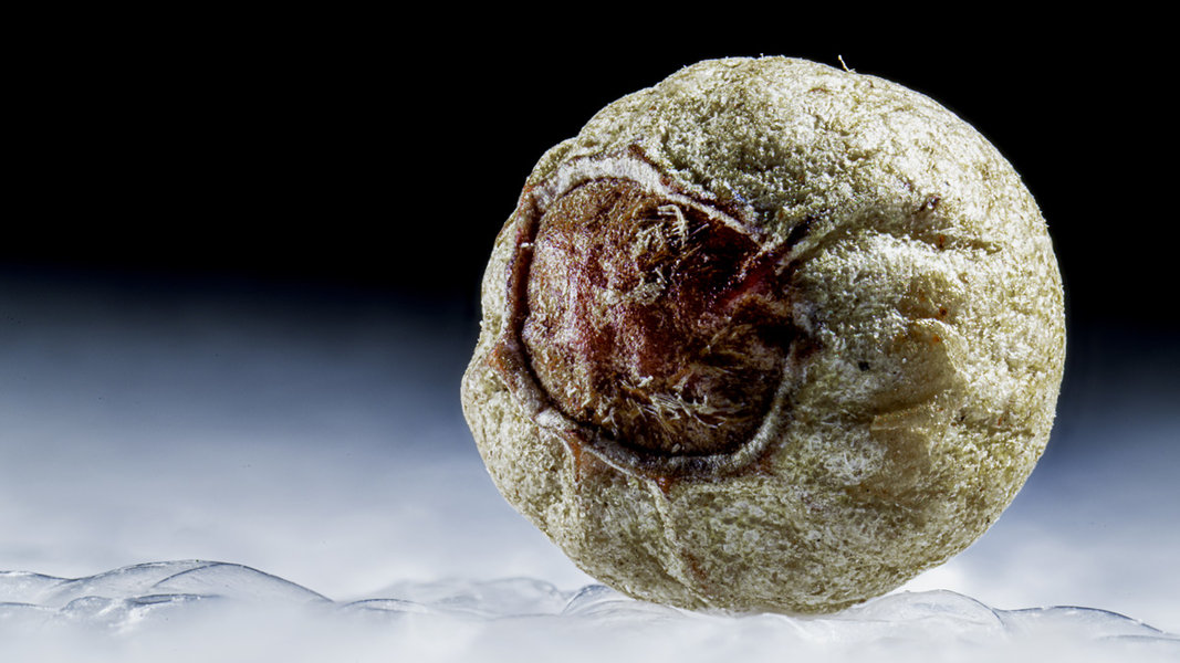 Pfefferkorn 1.jpg Pfefferkorn 1.jpg