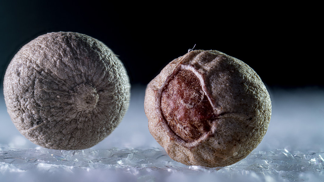 Pfefferkörner 3.jpg Pfefferkörner 3.jpg