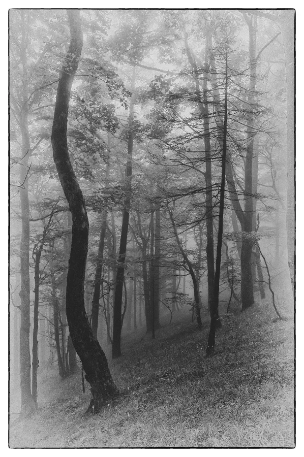 Wald.jpg