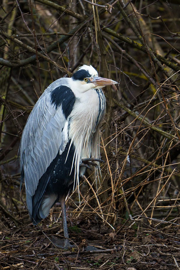 ci_A7304165.jpg
