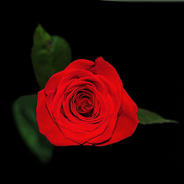 RoseRotvOBENGROSSHGSCHWARZSL2Si105Mac2EXTUADRAT_666x666.jpg