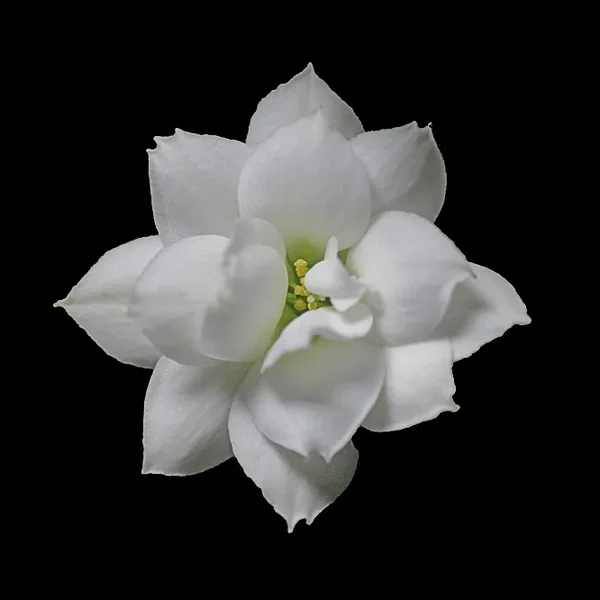 FlammendesKäthchenWeissEinzelngrossSL2Si105Mac2EXTFREIAUFSCHWARZQUADRATOPTIMAL_666x666.webp