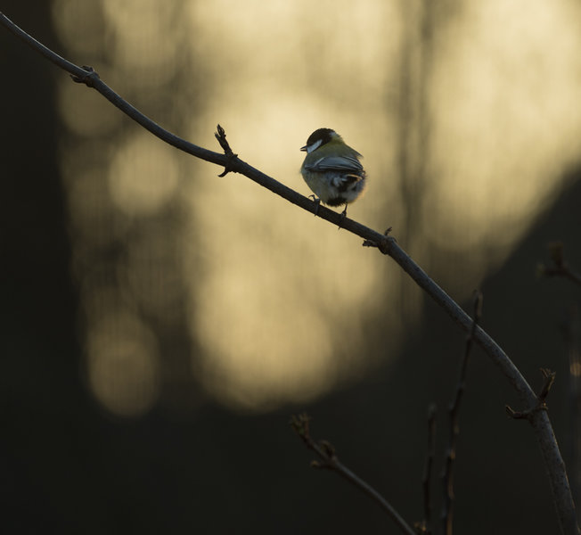 Vögel 2022-7-ORF_DxO_DeepPRIME.jpg