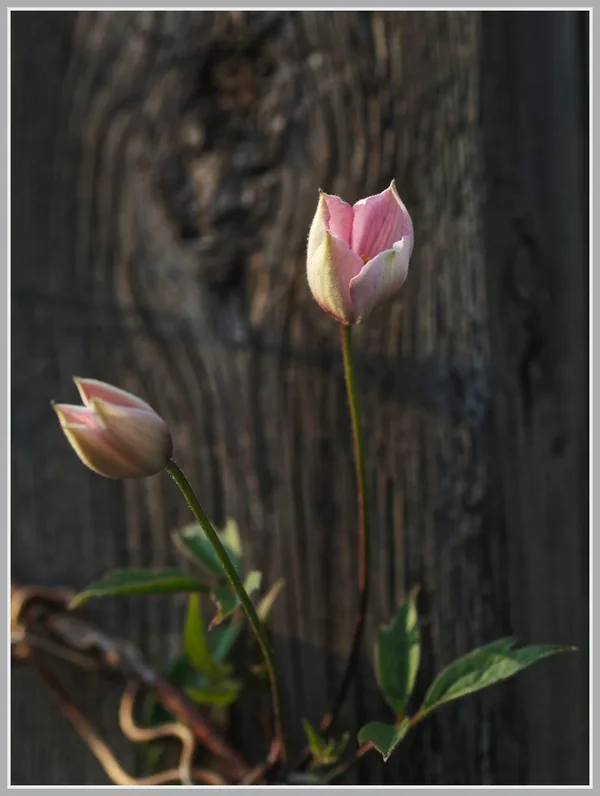_small__IMG2259_1_DxO.webp