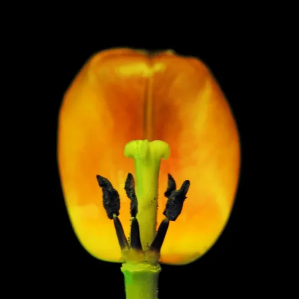 TulpenStaugefvorTulpenblüteaufSchwarzSL2Si1052ETSTAKHELLQUADRATVARIANTE_666x666.webp