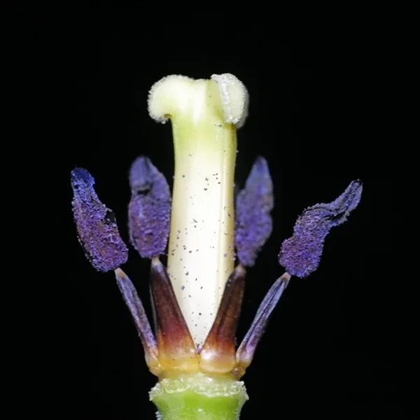 TulpenStaubgefässeGANZaufSchwarzTSL2SigmaMacro1052EXTOPTMALFINVARIANTEQUADRAT_666x666.webp
