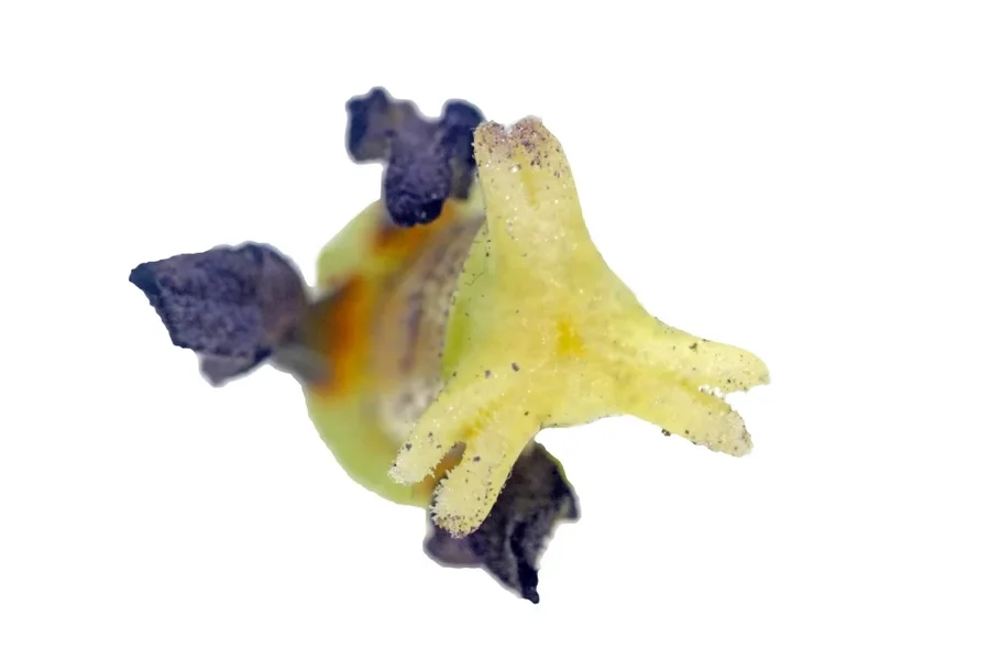 TulpeNarbemitUMFELDvVorneGROSSaufWEISSSL2Si105Mac2EXTRECHTECKOPTIMALFIN_998x666.webp